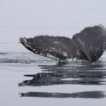 Sea Animals That Almost Went Extinct: A Journey Through Ocean Conservation
